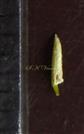  Stamen